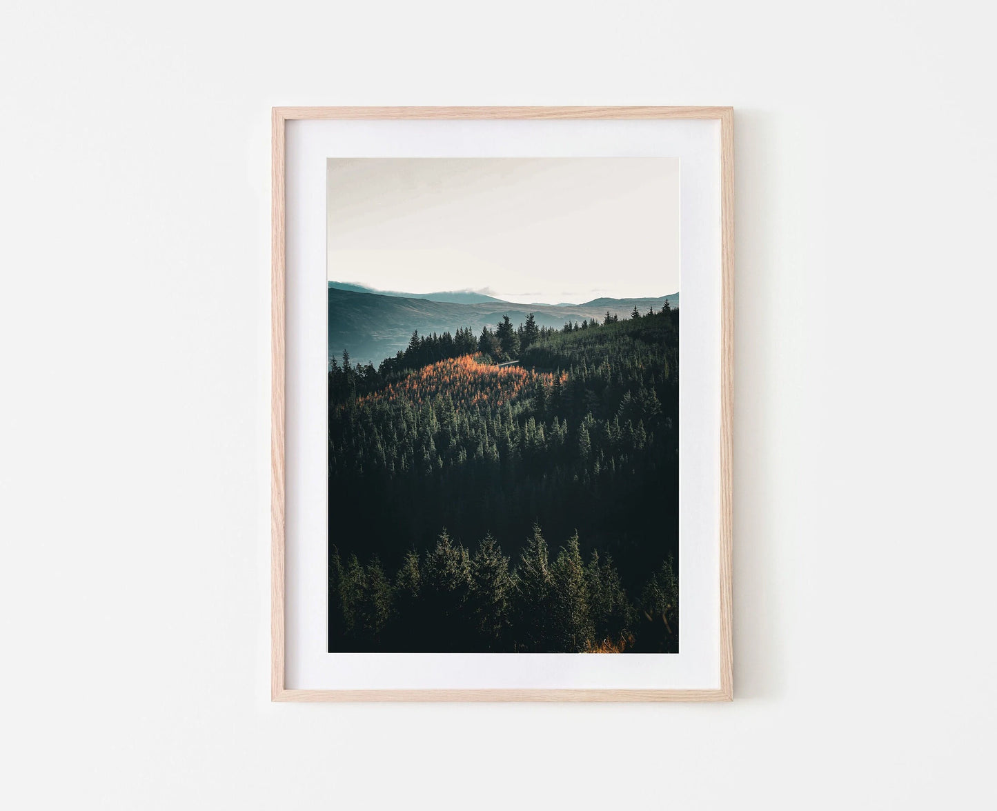 Whinlatter Forest