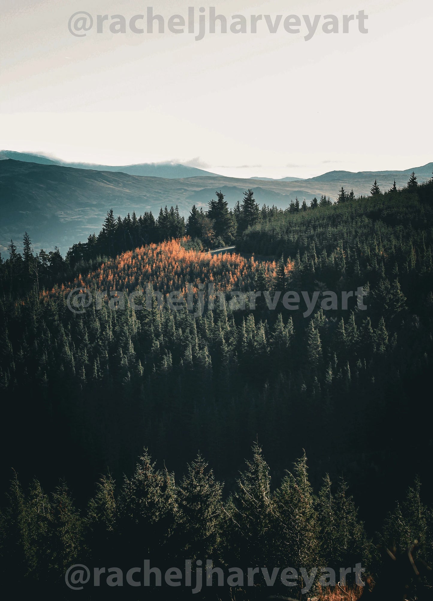 Whinlatter Forest