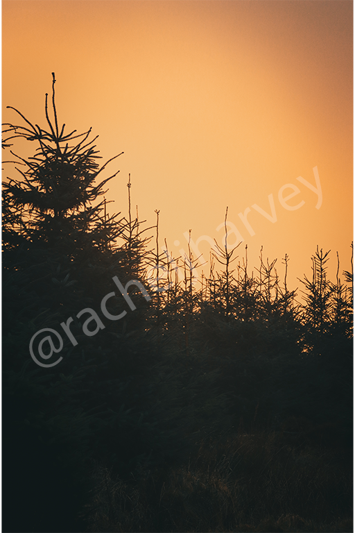 Misty morning sunrise