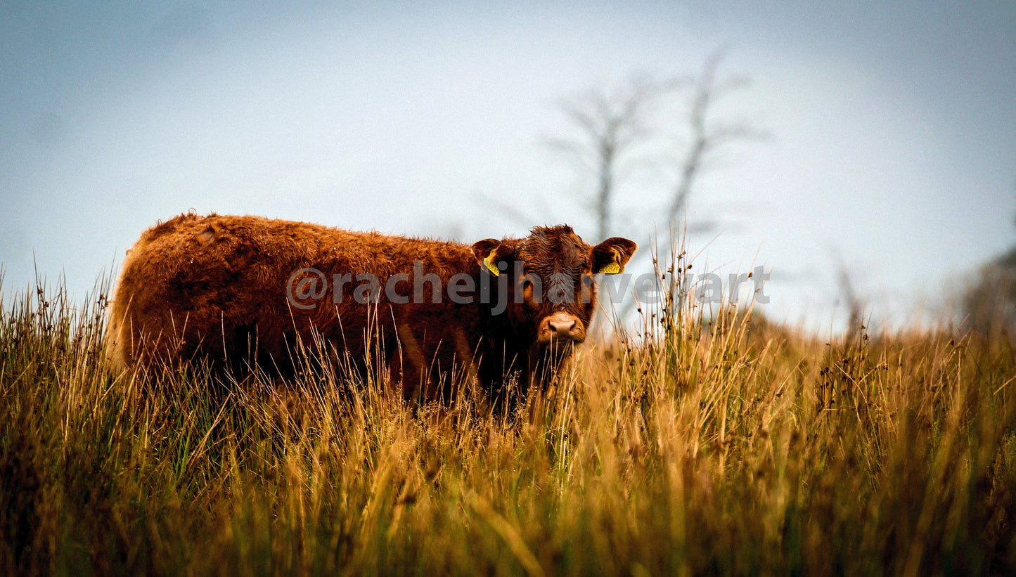 Borrowdale Calf