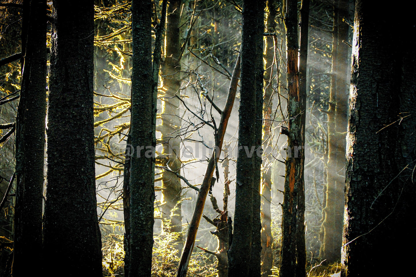 Whinlatter Rays of Light